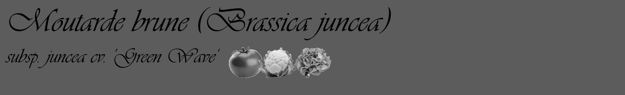 Étiquette de : Brassica juncea subsp. juncea cv. 'Green Wave' - format c - style noire49_basique_basiqueviv avec comestibilité simplifiée
