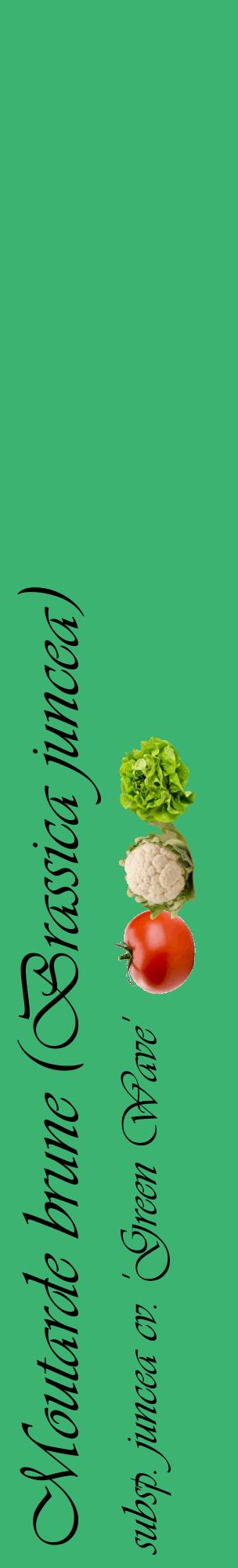 Étiquette de : Brassica juncea subsp. juncea cv. 'Green Wave' - format c - style noire12_basiqueviv avec comestibilité simplifiée