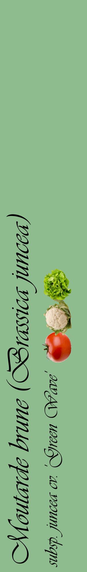 Étiquette de : Brassica juncea subsp. juncea cv. 'Green Wave' - format c - style noire13_basiqueviv avec comestibilité simplifiée