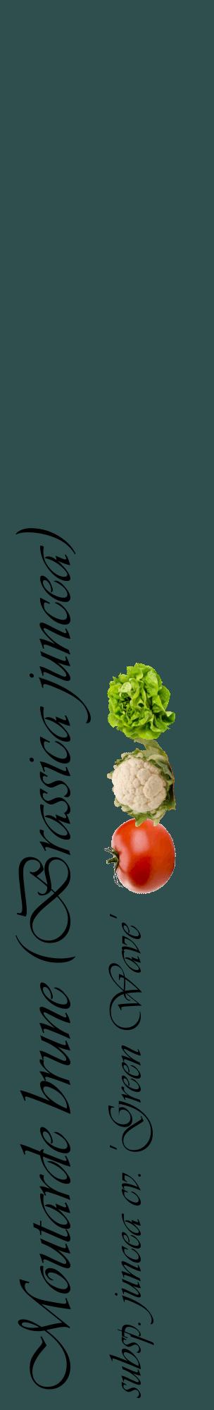 Étiquette de : Brassica juncea subsp. juncea cv. 'Green Wave' - format c - style noire58_basiqueviv avec comestibilité simplifiée
