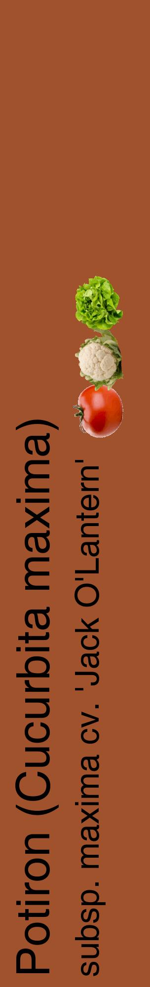 Étiquette de : Cucurbita maxima subsp. maxima cv. 'Jack O'Lantern' - format c - style noire32_basiquehel avec comestibilité simplifiée