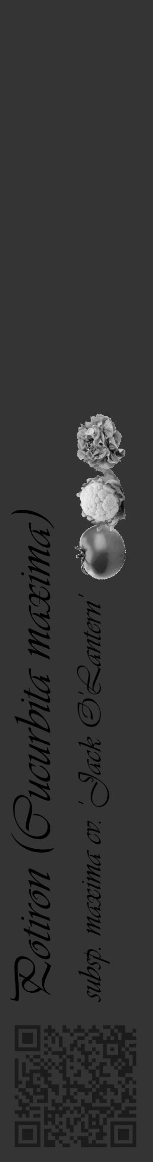 Étiquette de : Cucurbita maxima subsp. maxima cv. 'Jack O'Lantern' - format c - style noire46_basique_basiqueviv avec qrcode et comestibilité simplifiée - position verticale