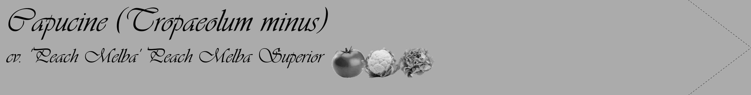 Étiquette de : Tropaeolum minus cv. 'Peach Melba' - format c - style noire37_simple_simpleviv avec comestibilité simplifiée