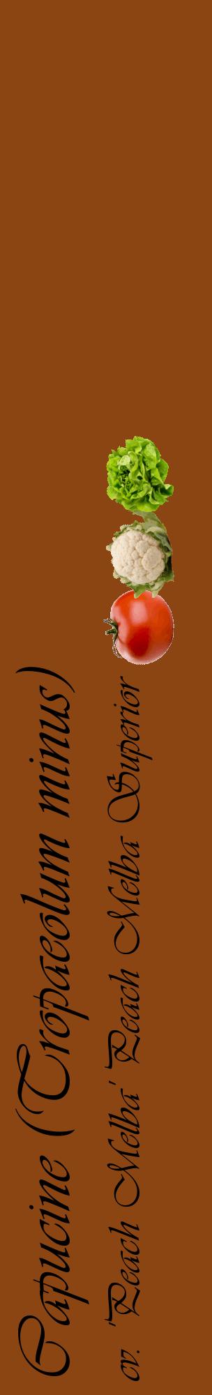 Étiquette de : Tropaeolum minus cv. 'Peach Melba' - format c - style noire30_basiqueviv avec comestibilité simplifiée