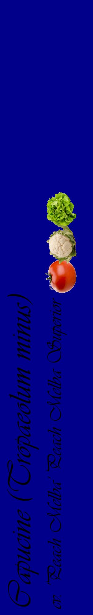 Étiquette de : Tropaeolum minus cv. 'Peach Melba' - format c - style noire7_basiqueviv avec comestibilité simplifiée