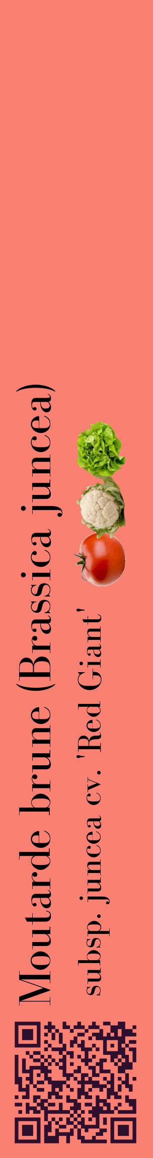 Étiquette de : Brassica juncea subsp. juncea cv. 'Red Giant' - format c - style noire38_basiquebod avec qrcode et comestibilité simplifiée