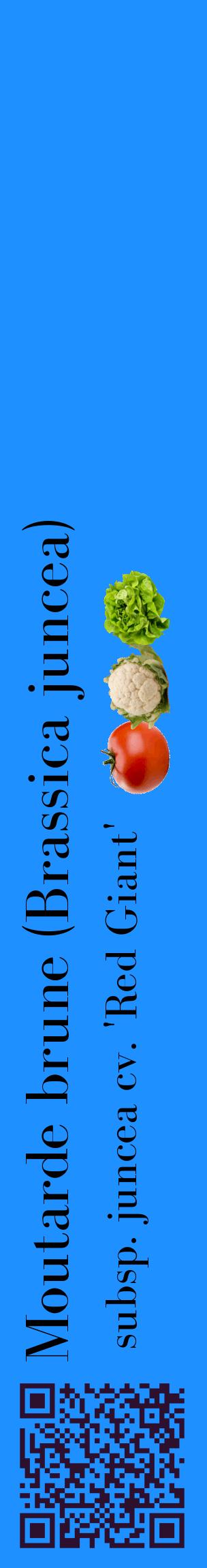 Étiquette de : Brassica juncea subsp. juncea cv. 'Red Giant' - format c - style noire3_basiquebod avec qrcode et comestibilité simplifiée