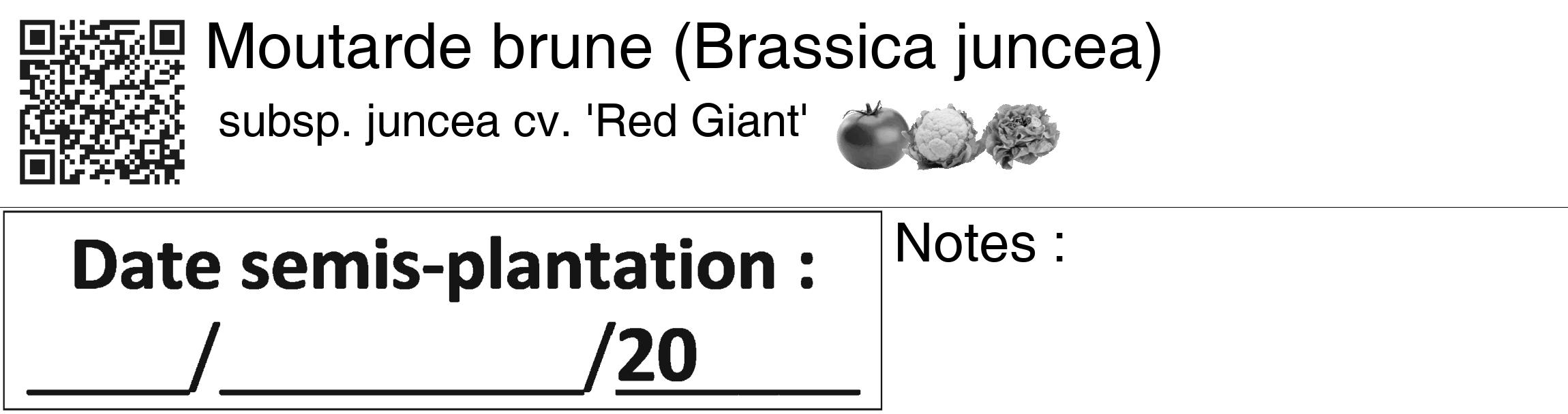 Étiquette de : Brassica juncea subsp. juncea cv. 'Red Giant' - format c - style noire60_basiquegrrvhel avec qrcode et comestibilité simplifiée