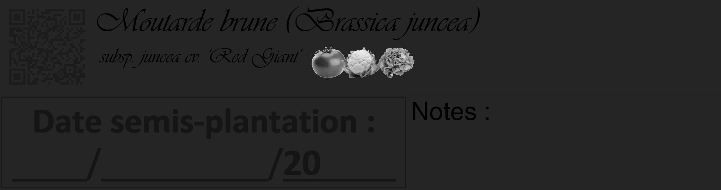 Étiquette de : Brassica juncea subsp. juncea cv. 'Red Giant' - format c - style noire47_basique_basiqueviv avec qrcode et comestibilité simplifiée