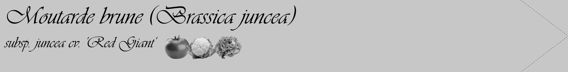 Étiquette de : Brassica juncea subsp. juncea cv. 'Red Giant' - format c - style noire15_simple_simpleviv avec comestibilité simplifiée