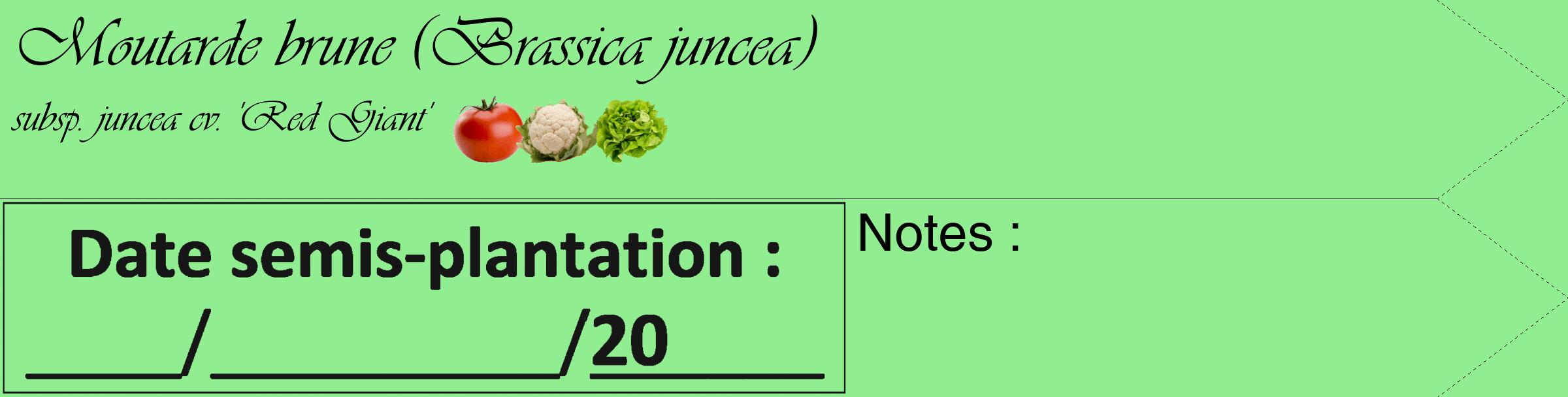 Étiquette de : Brassica juncea subsp. juncea cv. 'Red Giant' - format c - style noire15_simple_simpleviv avec comestibilité simplifiée