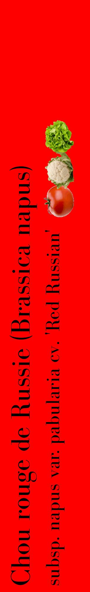 Étiquette de : Brassica napus subsp. napus var. pabularia cv. 'Red Russian' - format c - style noire27basique_basique_basiquebod avec comestibilité simplifiée - position verticale