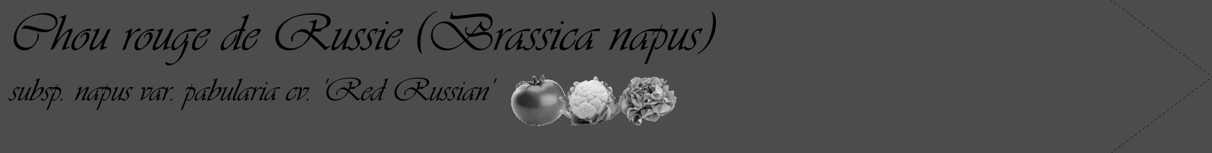 Étiquette de : Brassica napus subsp. napus var. pabularia cv. 'Red Russian' - format c - style noire27simple_basique_basiqueviv avec comestibilité simplifiée