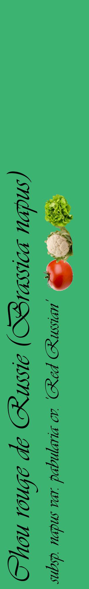 Étiquette de : Brassica napus subsp. napus var. pabularia cv. 'Red Russian' - format c - style noire12_basiqueviv avec comestibilité simplifiée