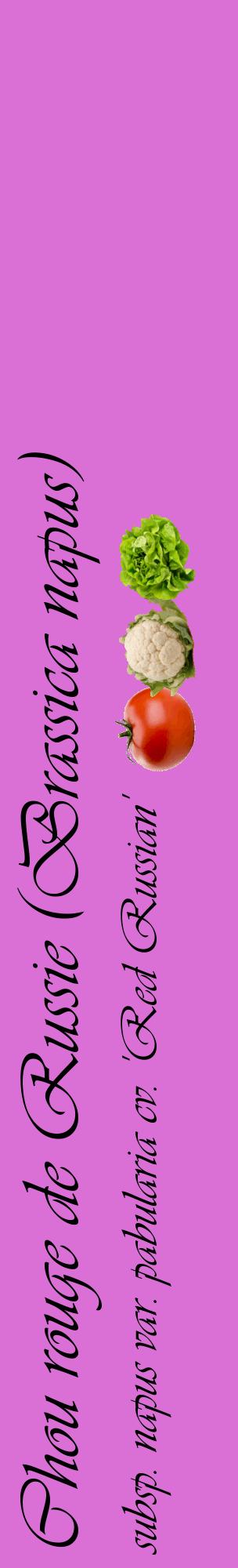 Étiquette de : Brassica napus subsp. napus var. pabularia cv. 'Red Russian' - format c - style noire52_basiqueviv avec comestibilité simplifiée