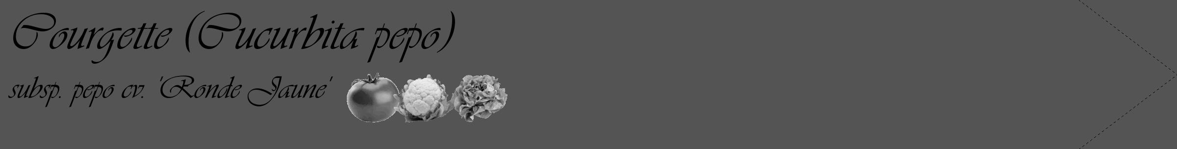 Étiquette de : Cucurbita pepo subsp. pepo cv. 'Ronde Jaune' - format c - style noire36_simple_simpleviv avec comestibilité simplifiée