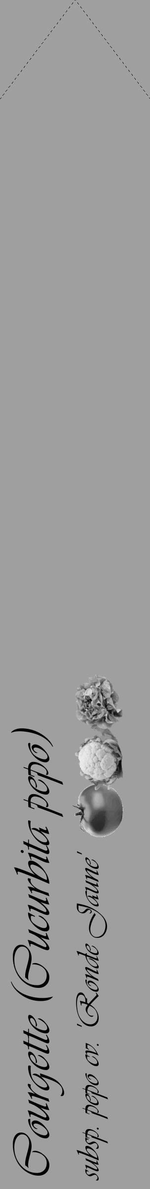 Étiquette de : Cucurbita pepo subsp. pepo cv. 'Ronde Jaune' - format c - style noire24_simple_simpleviv avec comestibilité simplifiée - position verticale