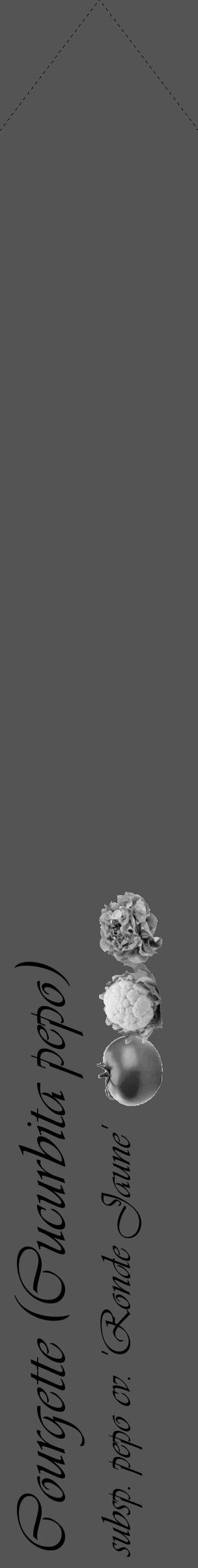 Étiquette de : Cucurbita pepo subsp. pepo cv. 'Ronde Jaune' - format c - style noire36_simple_simpleviv avec comestibilité simplifiée - position verticale