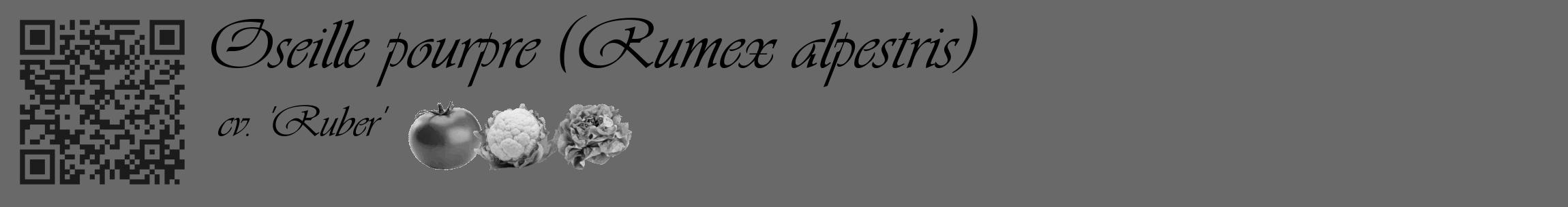 Étiquette de : Rumex alpestris cv. 'Ruber' - format c - style noire11_basique_basiqueviv avec qrcode et comestibilité simplifiée