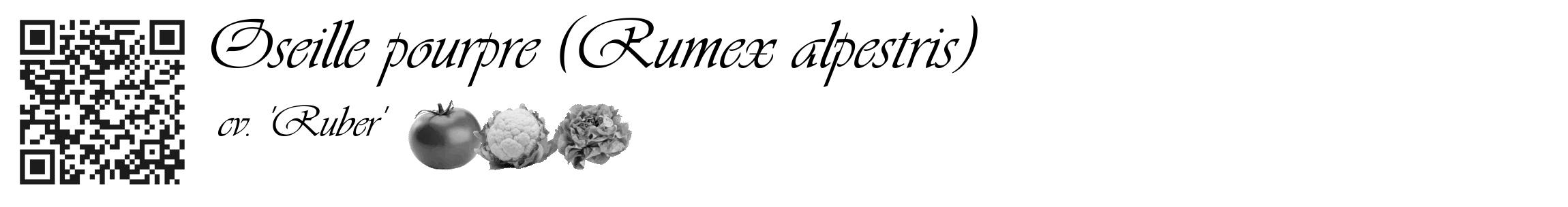 Étiquette de : Rumex alpestris cv. 'Ruber' - format c - style noire60_basique_basiqueviv avec qrcode et comestibilité simplifiée