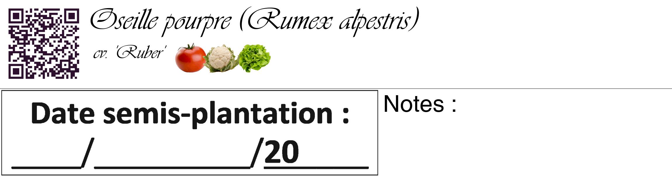 Étiquette de : Rumex alpestris cv. 'Ruber' - format c - style noire60_basique_basiqueviv avec qrcode et comestibilité simplifiée