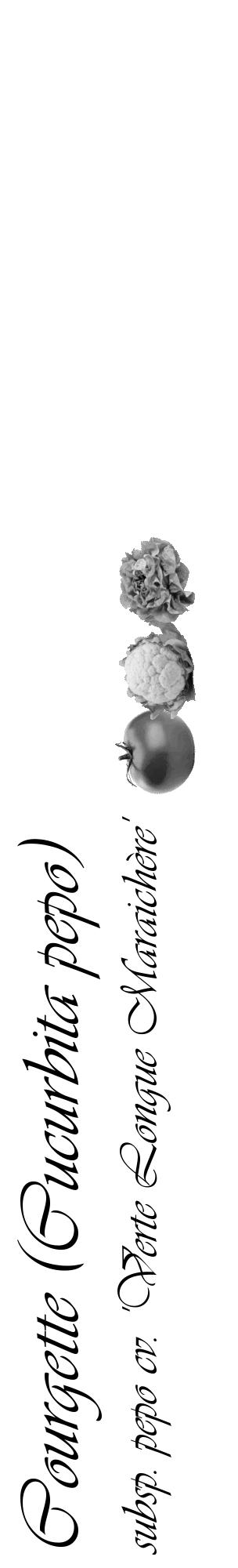 Étiquette de : Cucurbita pepo subsp. pepo cv. 'Verte Longue Maraichère' - format c - style noire60_basique_basiqueviv avec comestibilité simplifiée - position verticale