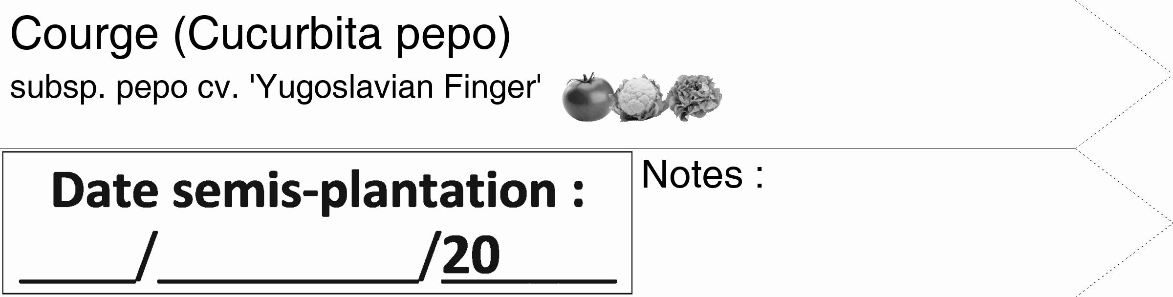 Étiquette de : Cucurbita pepo subsp. pepo cv. 'Yugoslavian Finger' - format c - style noire19_simple_simplehel avec comestibilité simplifiée