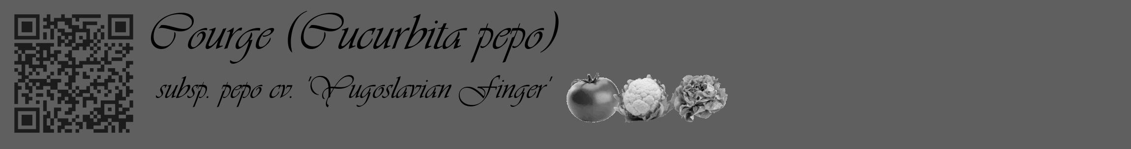 Étiquette de : Cucurbita pepo subsp. pepo cv. 'Yugoslavian Finger' - format c - style noire10_basique_basiqueviv avec qrcode et comestibilité simplifiée