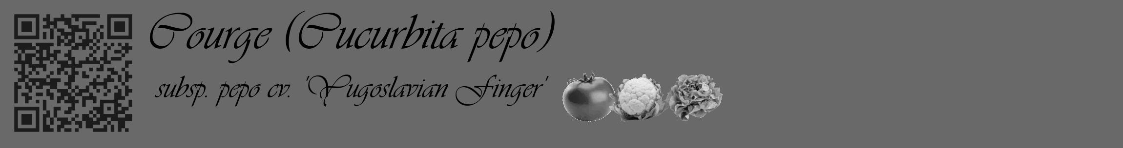 Étiquette de : Cucurbita pepo subsp. pepo cv. 'Yugoslavian Finger' - format c - style noire51_basique_basiqueviv avec qrcode et comestibilité simplifiée