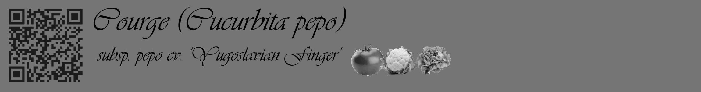Étiquette de : Cucurbita pepo subsp. pepo cv. 'Yugoslavian Finger' - format c - style noire5_basique_basiqueviv avec qrcode et comestibilité simplifiée