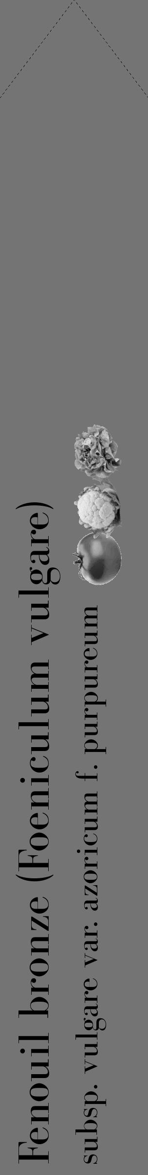 Étiquette de : Foeniculum vulgare subsp. vulgare var. azoricum f. purpureum - format c - style noire26_simple_simplebod avec comestibilité simplifiée - position verticale