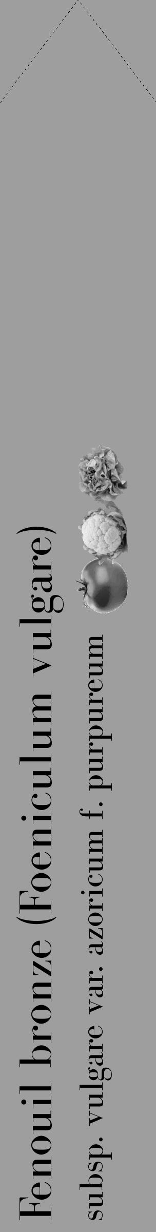 Étiquette de : Foeniculum vulgare subsp. vulgare var. azoricum f. purpureum - format c - style noire42_simple_simplebod avec comestibilité simplifiée - position verticale