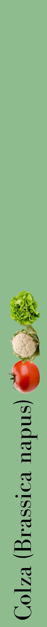 Étiquette de : Brassica napus - format a - style noire13bod avec comestibilité simplifiée