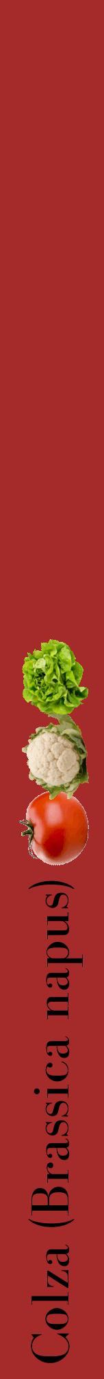 Étiquette de : Brassica napus - format a - style noire33bod avec comestibilité simplifiée