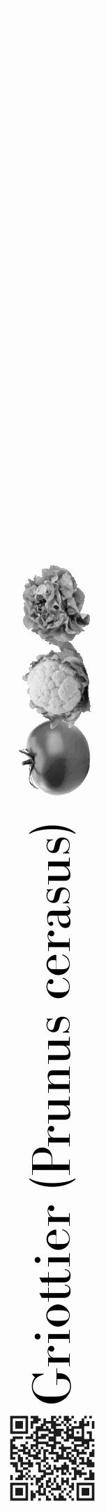 Étiquette de : Prunus cerasus - format a - style noire19bod avec qrcode et comestibilité simplifiée - position verticale
