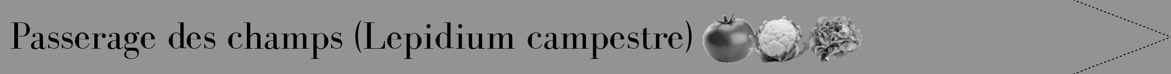 Étiquette de : Lepidium campestre - format b - style noire44bod avec comestibilité simplifiée