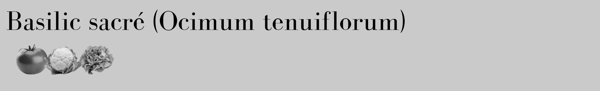 Étiquette de : Ocimum tenuiflorum - format c - style noire21_basique_basiquebod avec comestibilité simplifiée