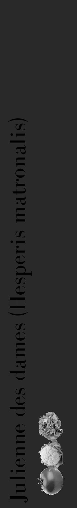 Étiquette de : Hesperis matronalis - format c - style noire34_basique_basiquebod avec comestibilité simplifiée - position verticale