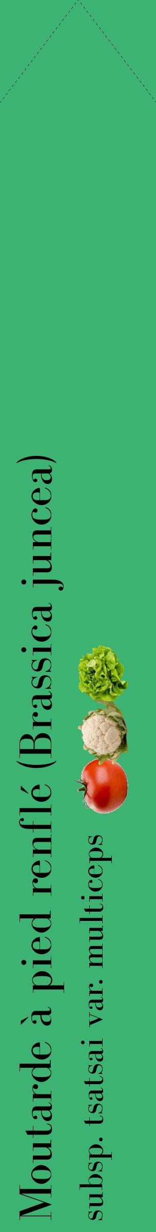Étiquette de : Brassica juncea subsp. tsatsai var. multiceps - format c - style noire12_simplebod avec comestibilité simplifiée