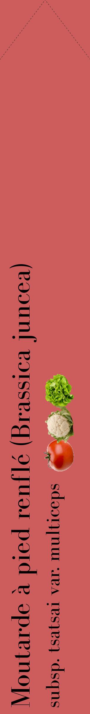 Étiquette de : Brassica juncea subsp. tsatsai var. multiceps - format c - style noire35_simplebod avec comestibilité simplifiée