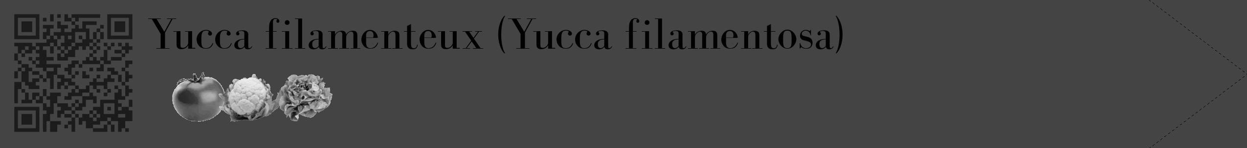 Étiquette de : Yucca filamentosa - format c - style noire48_simple_simplebod avec qrcode et comestibilité simplifiée