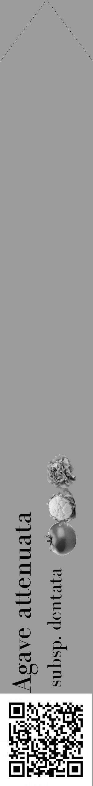 Étiquette de : Agave attenuata subsp. dentata - format c - style noire52_simple_simplebod avec qrcode et comestibilité simplifiée - position verticale
