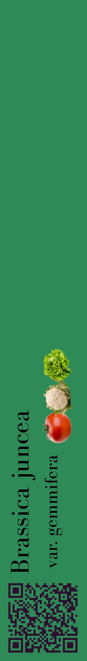Étiquette de : Brassica juncea var. gemmifera - format c - style noire11_basiquebod avec qrcode et comestibilité simplifiée