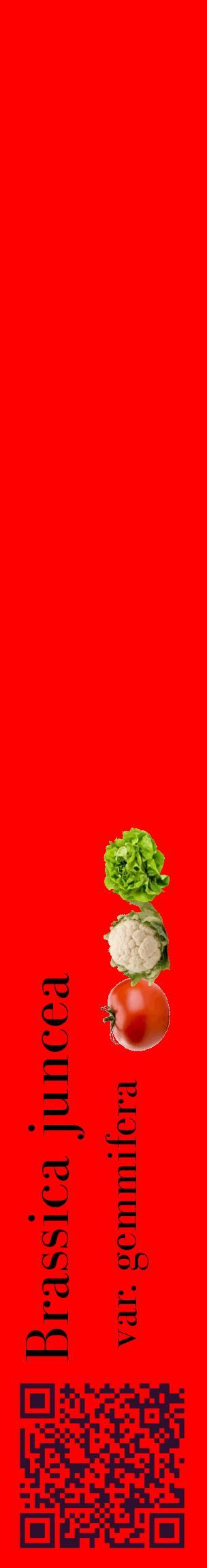 Étiquette de : Brassica juncea var. gemmifera - format c - style noire27_basiquebod avec qrcode et comestibilité simplifiée