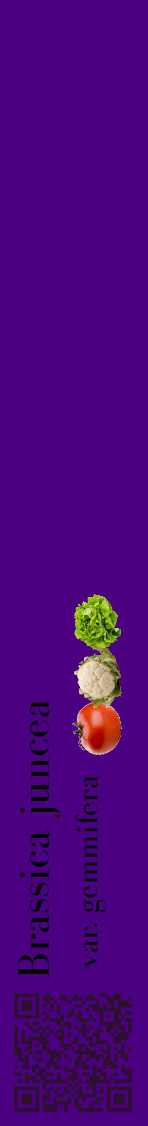 Étiquette de : Brassica juncea var. gemmifera - format c - style noire47_basiquebod avec qrcode et comestibilité simplifiée