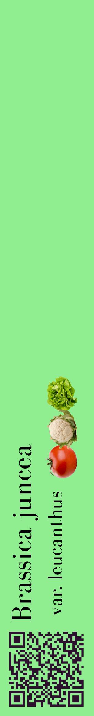 Étiquette de : Brassica juncea var. leucanthus - format c - style noire15_basiquebod avec qrcode et comestibilité simplifiée