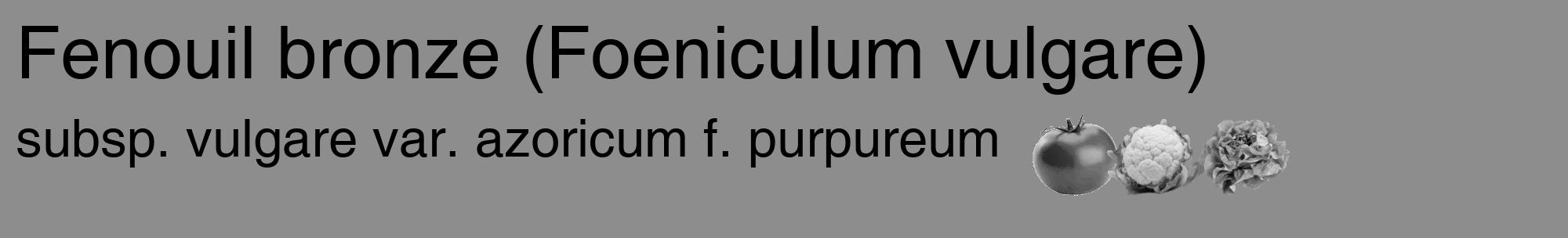 Étiquette de : Foeniculum vulgare subsp. vulgare var. azoricum f. purpureum - format c - style noire2basique_basique_basiquehel avec comestibilité simplifiée