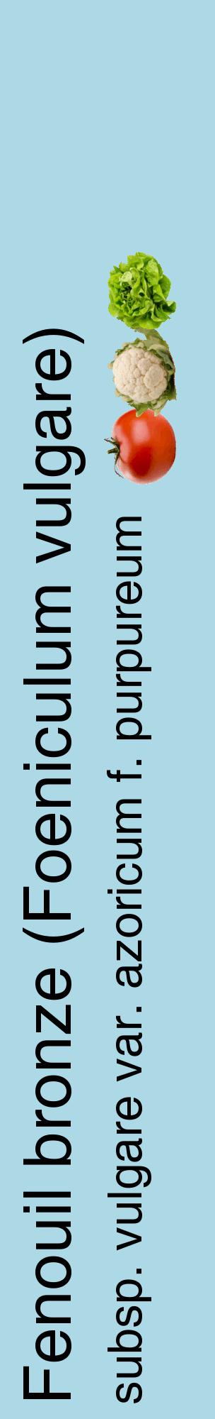 Étiquette de : Foeniculum vulgare subsp. vulgare var. azoricum f. purpureum - format c - style noire0_basiquehel avec comestibilité simplifiée