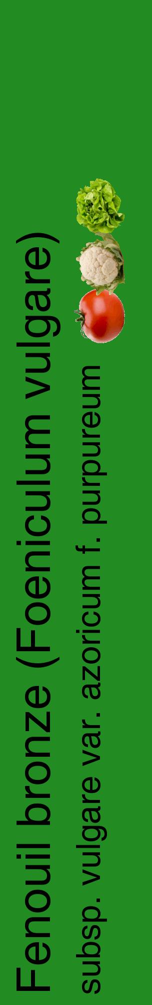 Étiquette de : Foeniculum vulgare subsp. vulgare var. azoricum f. purpureum - format c - style noire10_basiquehel avec comestibilité simplifiée
