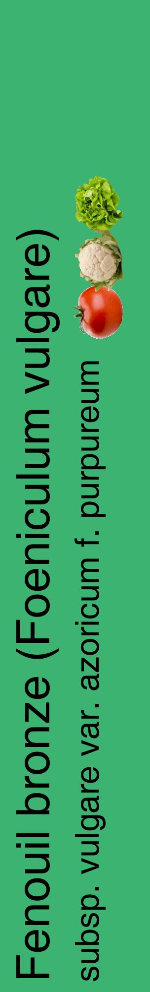 Étiquette de : Foeniculum vulgare subsp. vulgare var. azoricum f. purpureum - format c - style noire12_basiquehel avec comestibilité simplifiée